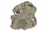 Agatized Fossil Coral - Florida #188163-1